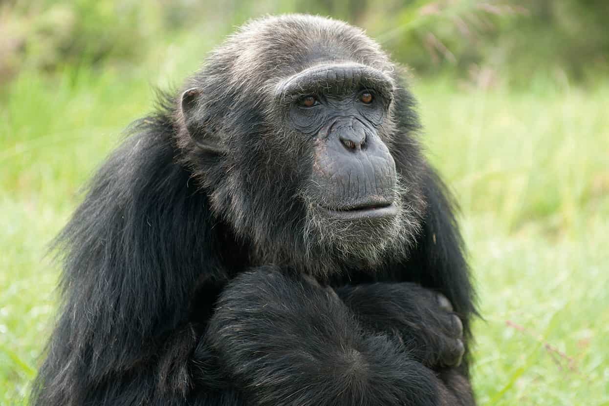 Ol Pejeta Ranch Set in the shadow of lofty Mount Kenya this is the most - photo 10