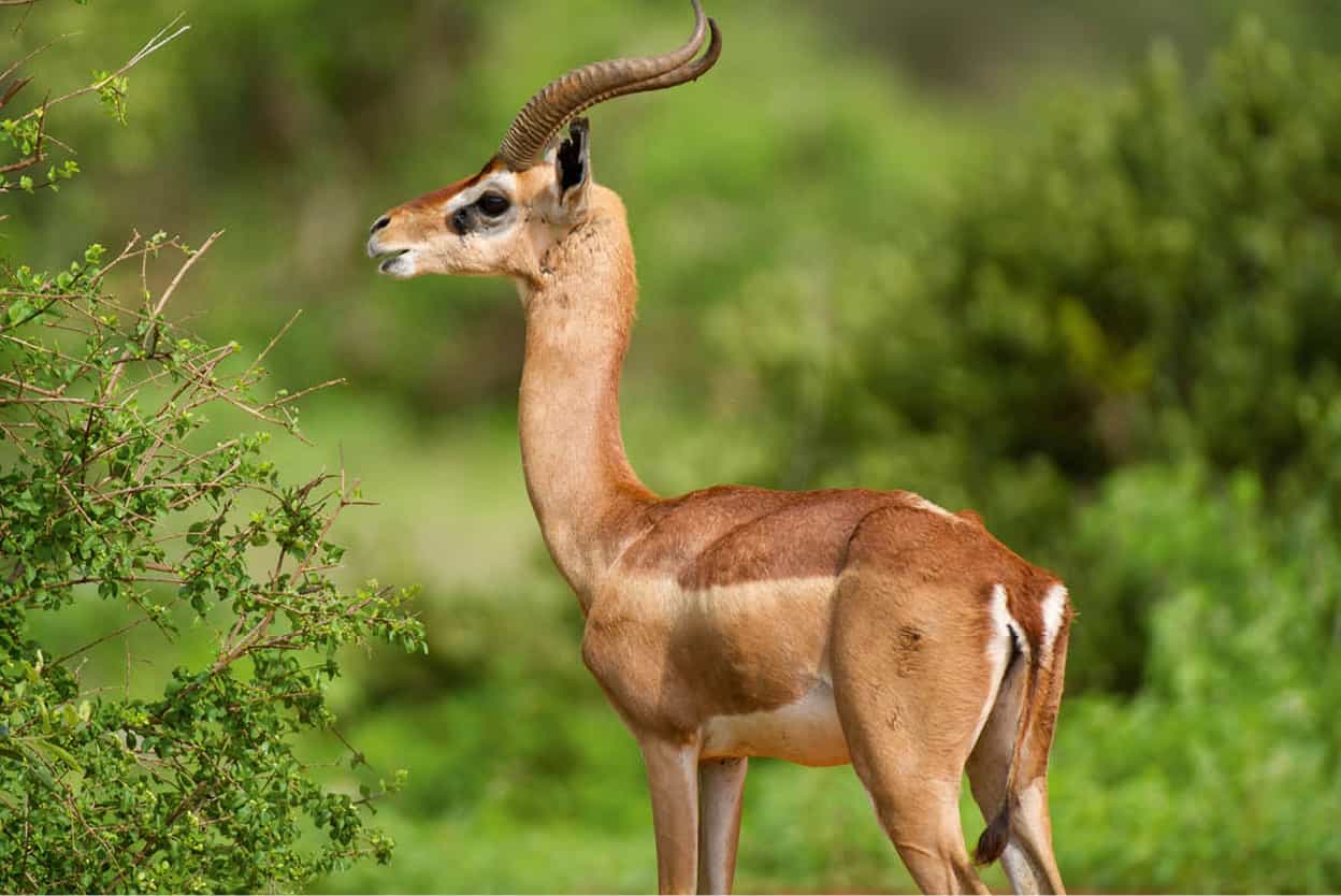 Samburu-Buffalo Springs National Reserve Northern Kenyas best-known and - photo 9