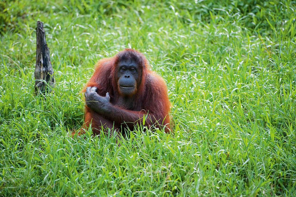 Sepilok Orang-utan Rehabilitation Centre See Borneos adorable young apes feed - photo 10