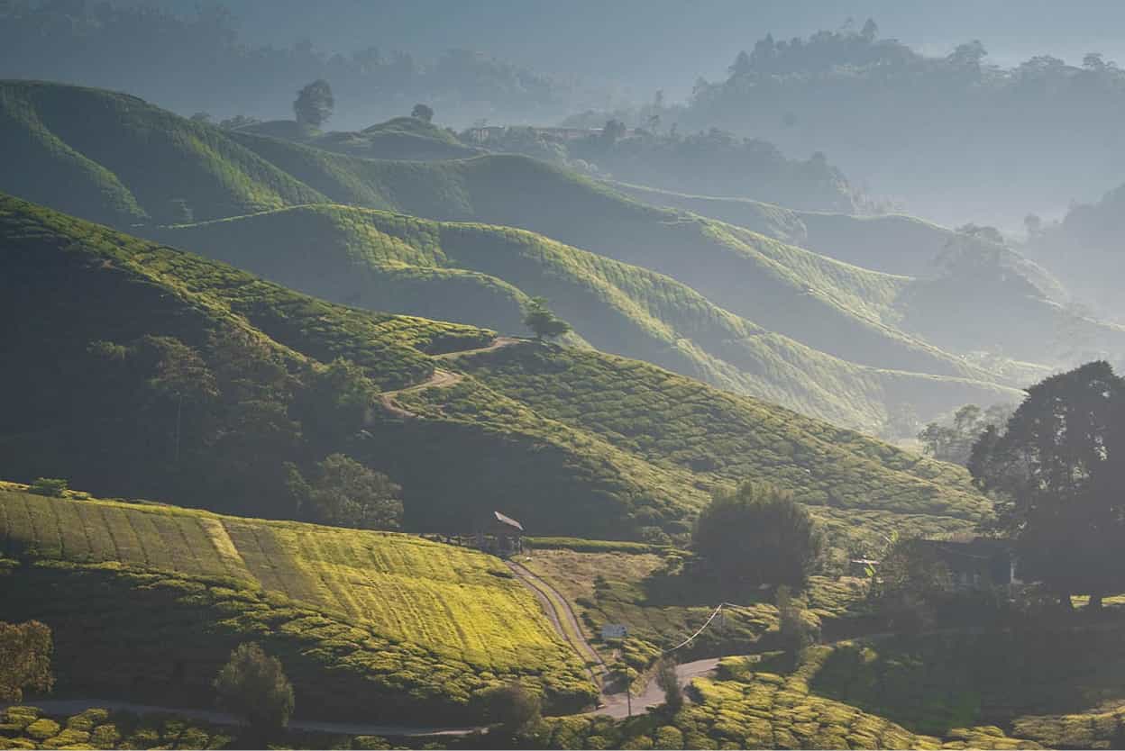 Cameron Highlands Enjoy mountain hikes sip tea and eat scones overlooking tea - photo 12