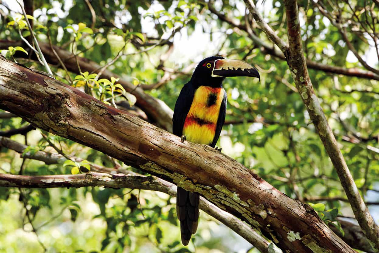 Parque Nacional Soberana Only a short hop from Panama City this wildlife - photo 8