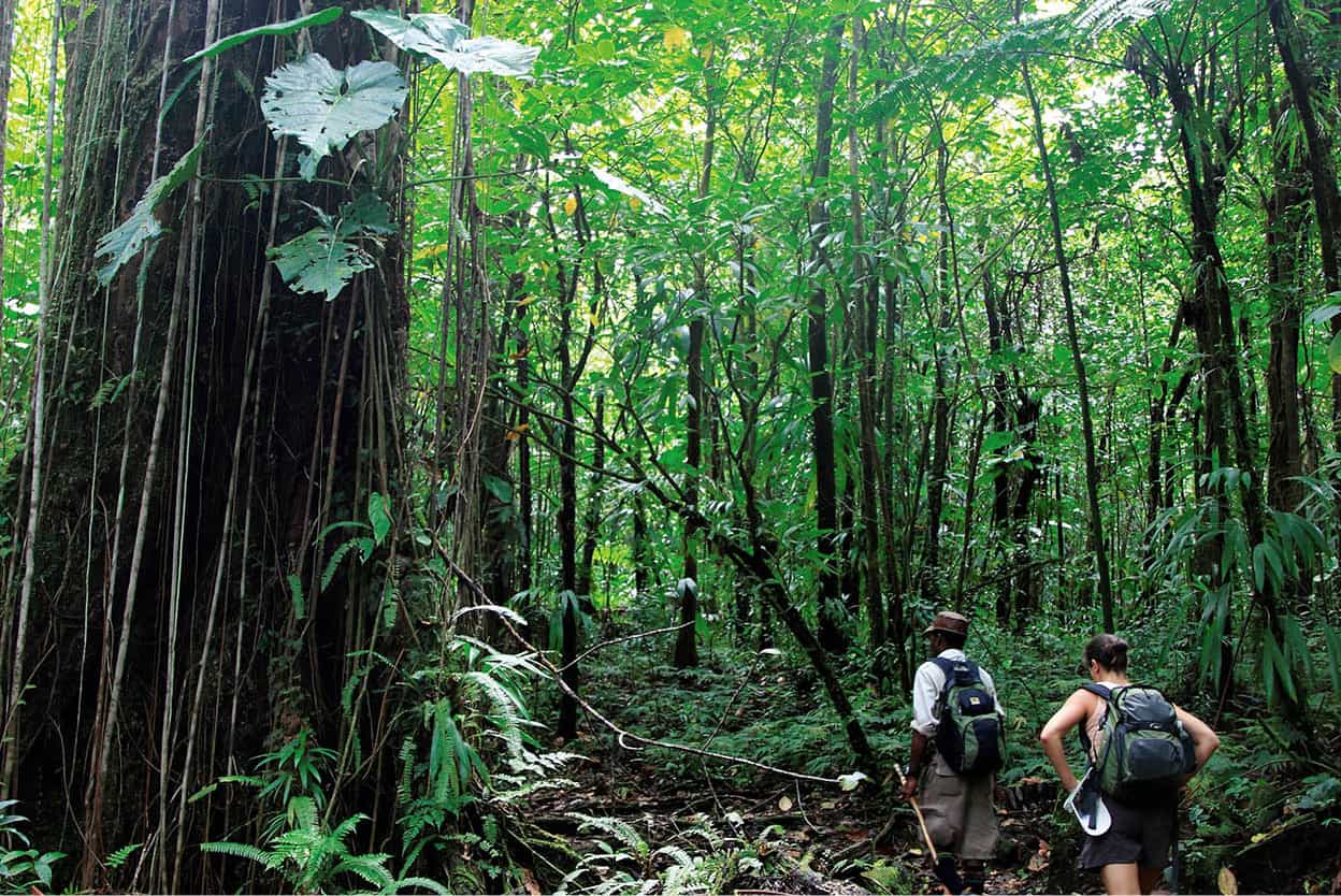 Waitukubuli Trail Dominica A project to integrate old trails into a network - photo 9