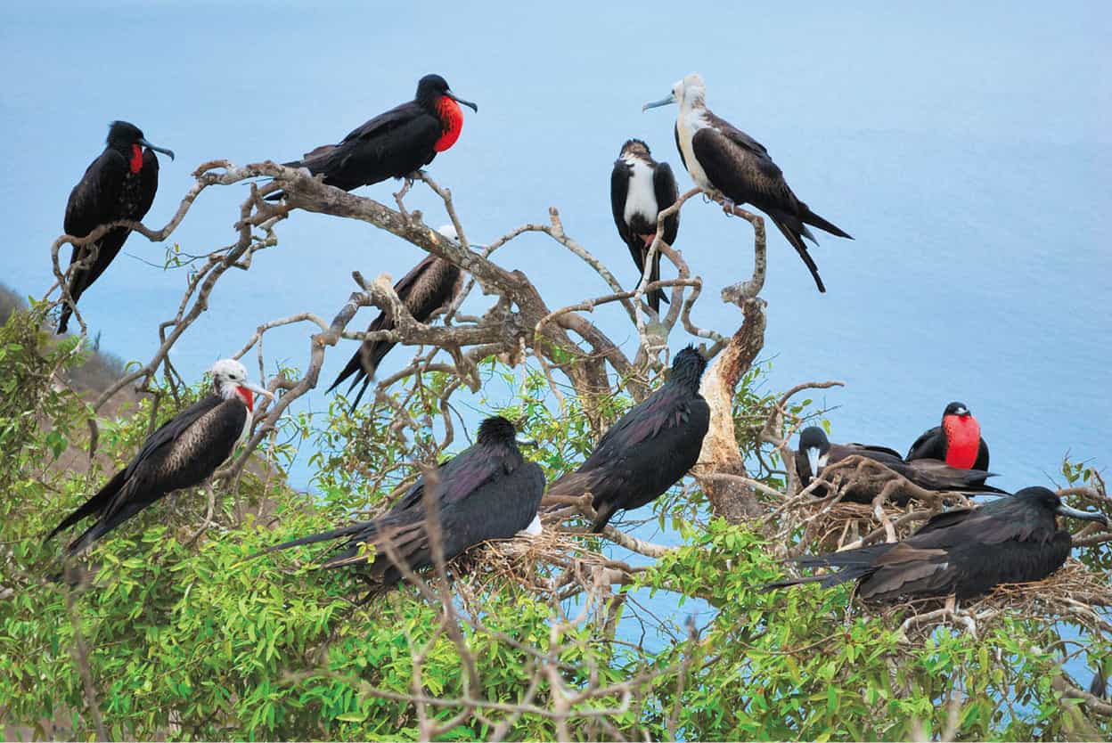 Frigate Bird Sanctuary Barbuda Thousands of frigate birds nest on the tops of - photo 8