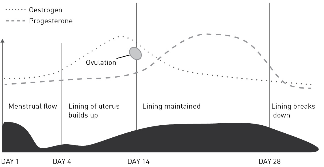 Figure 11 The different stages of the menstrual cycle From puberty the - photo 2