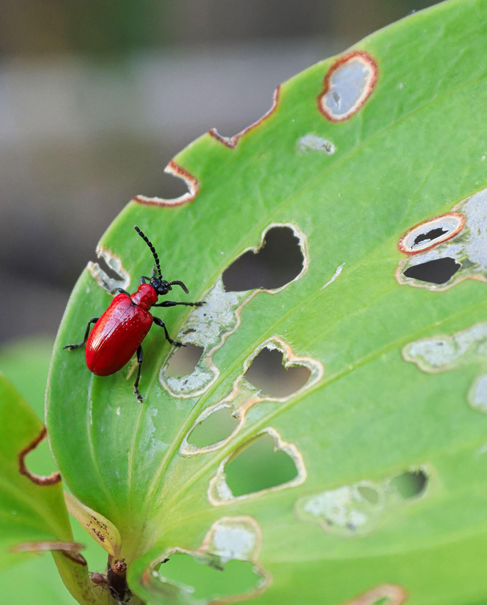 Lily beetles are one of many common insect pests that can spoil the appearance - photo 1