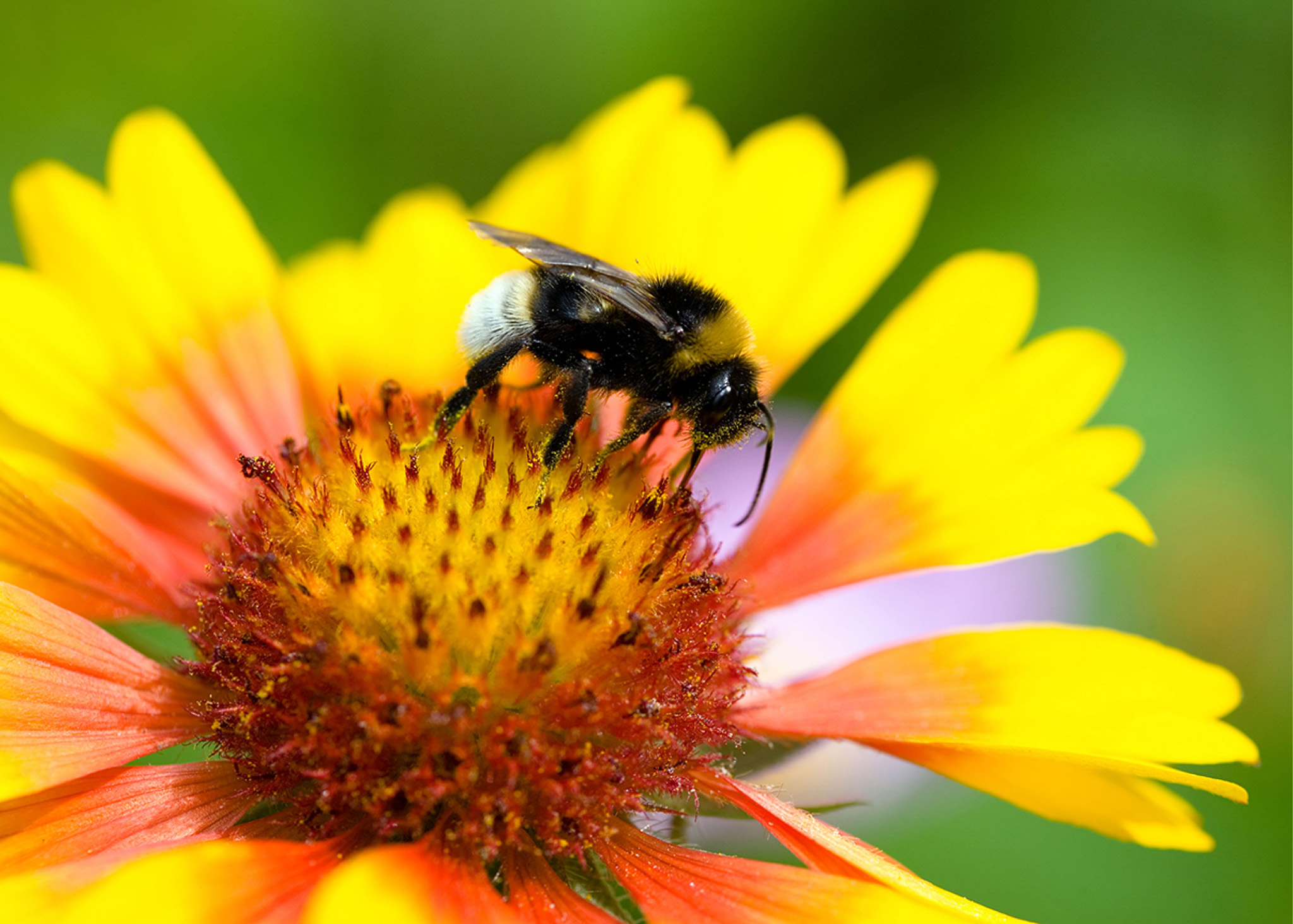 Bumblebees are valuable pollinators and can easily be attracted into your - photo 3