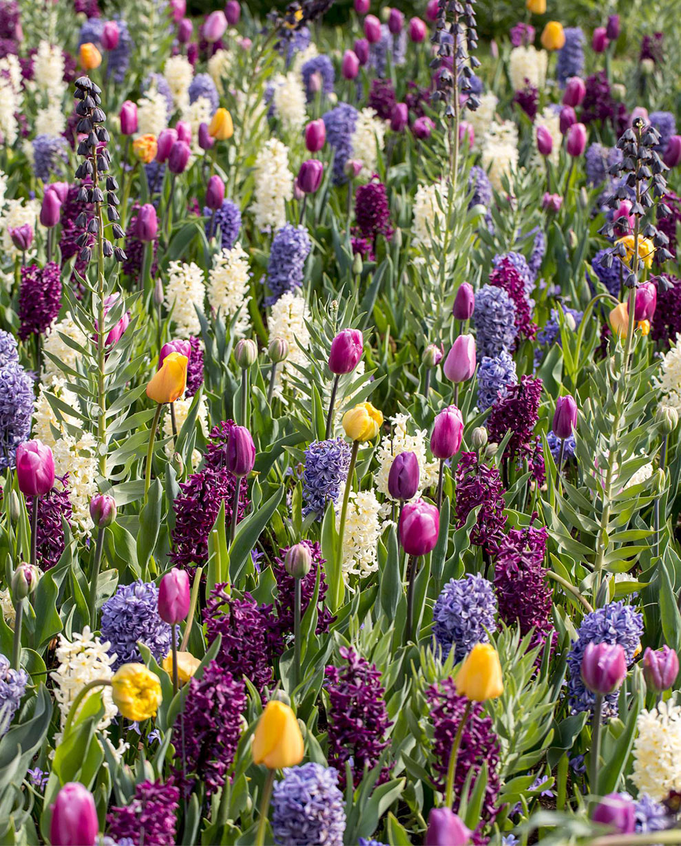 Create sensational displays using flowering bulbs in different sizes and - photo 1