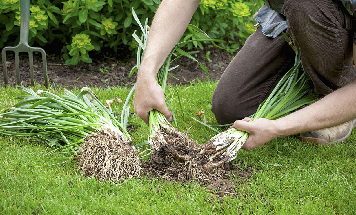 Dividing bulbs is the quickest simplest and best-value way to make many more - photo 2