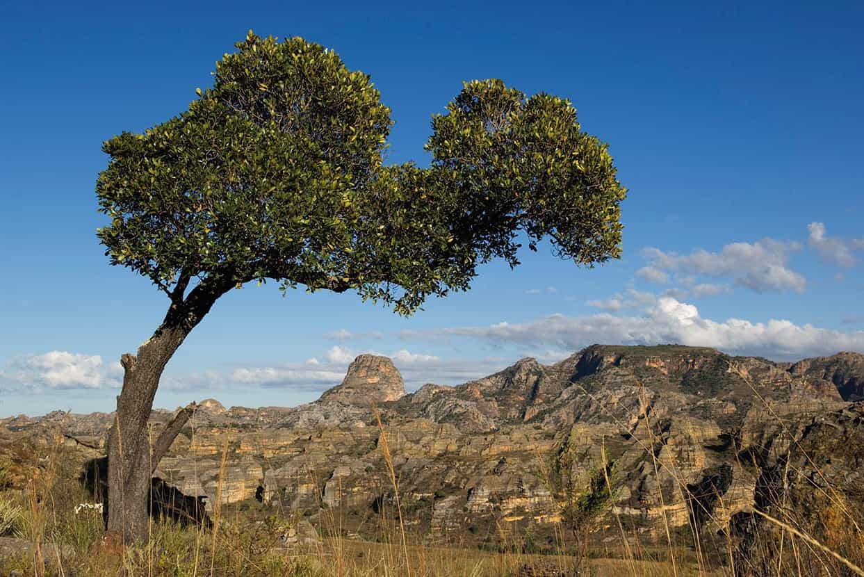 Parc National de Ranomafana Ranked among Madagascars most biodiverse protected - photo 6