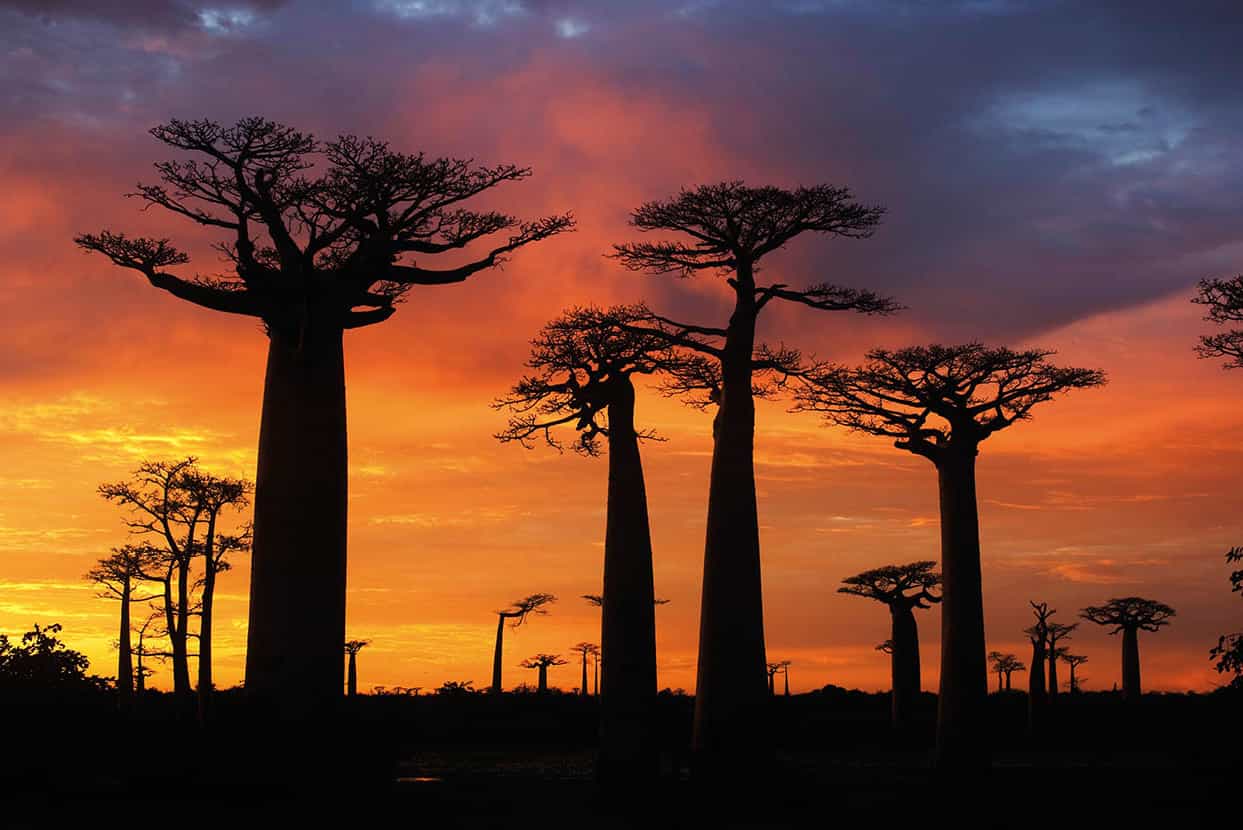 Alle des Baobabs One of the most photographed landmarks in Madagascar this - photo 7