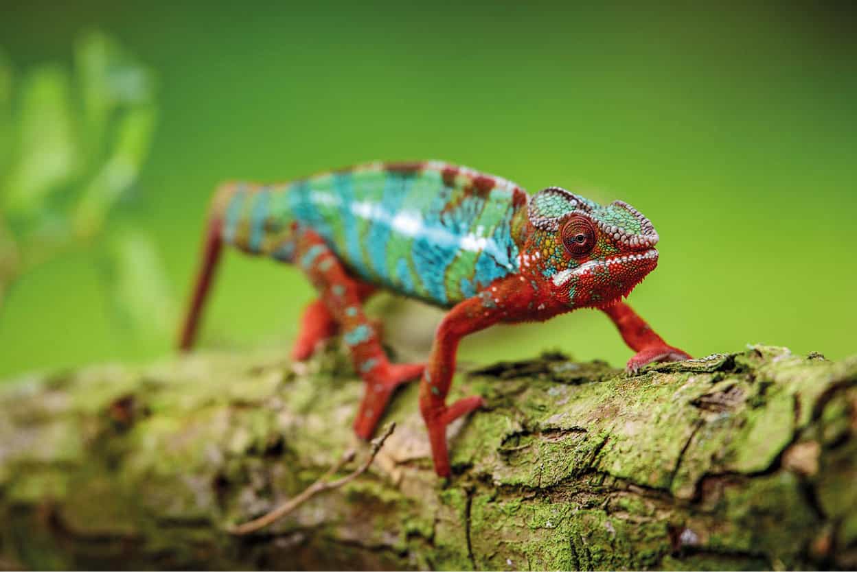 Parc National de la Montagne dAmbre Madagascars oldest national park protects - photo 13