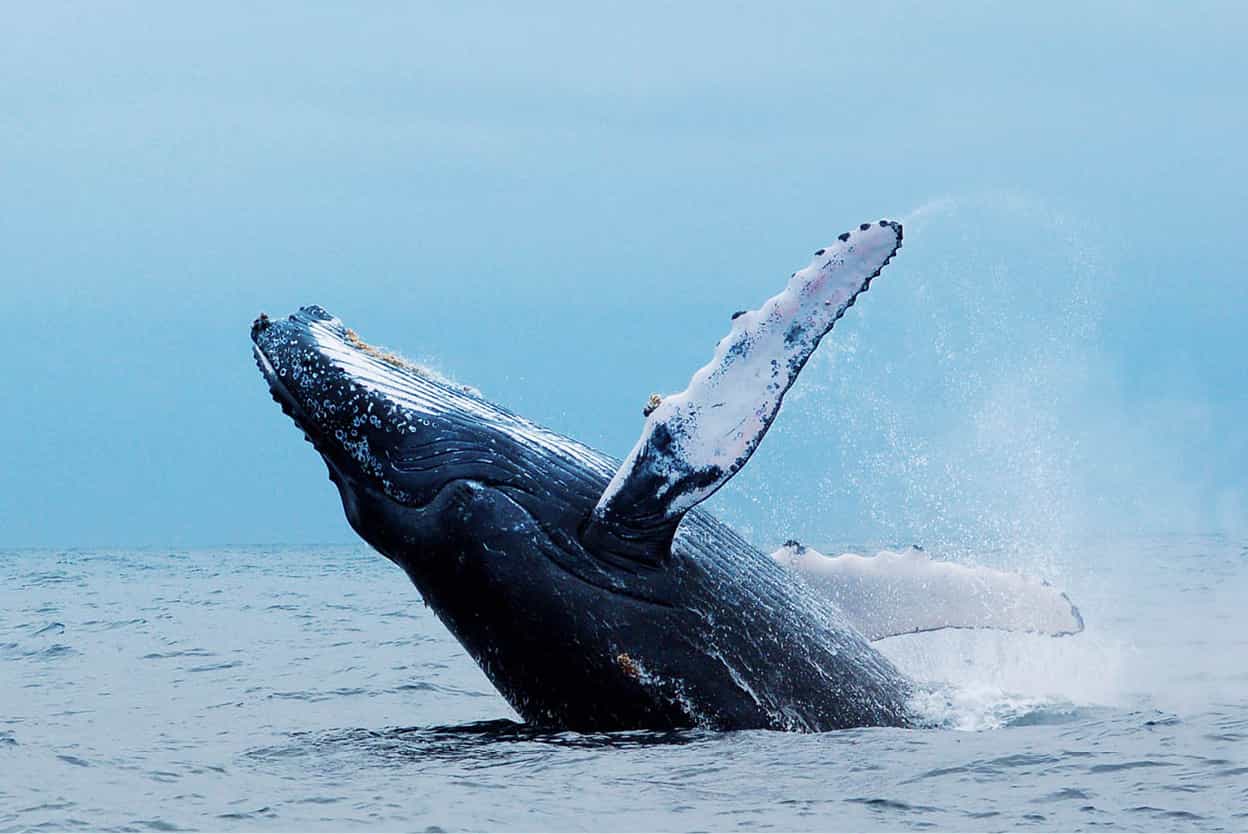 Pacific coast beaches Offering leaping whales water sports and some of the - photo 11