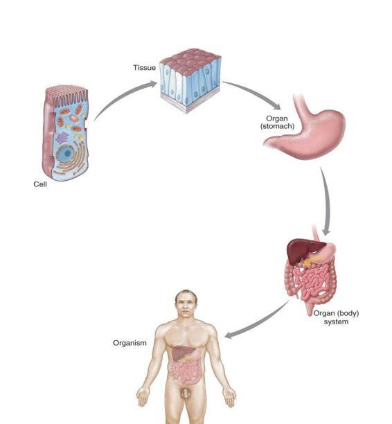 MEDICAL TERMINOLOGY In Short Course - photo 29