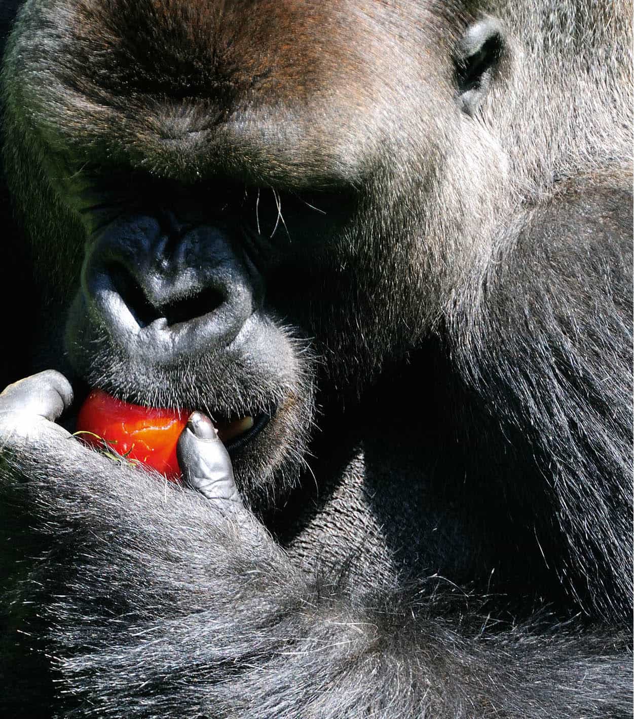 Jersey Zoo No ordinary zoo Durrell has been saving species on the brink for - photo 13