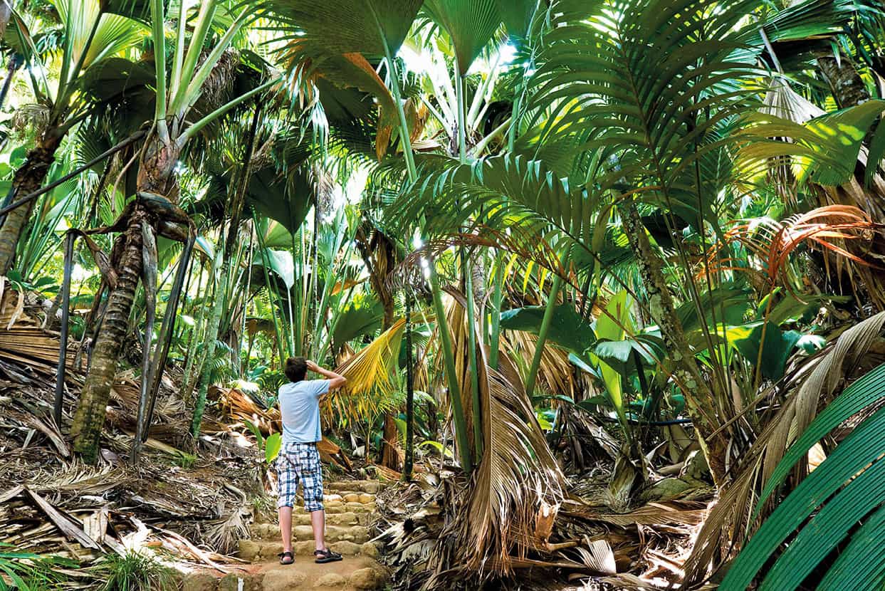 Valle de Mai Praslin Seychelles Mistaken for the Garden of Eden by British - photo 5