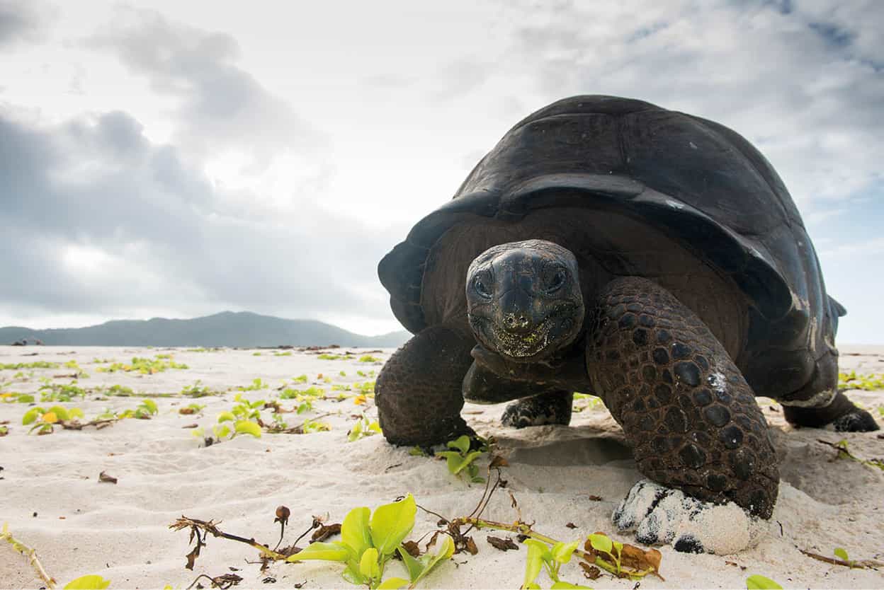 The Outer Islands Seychelles A plethora of remote beaches each one as - photo 8