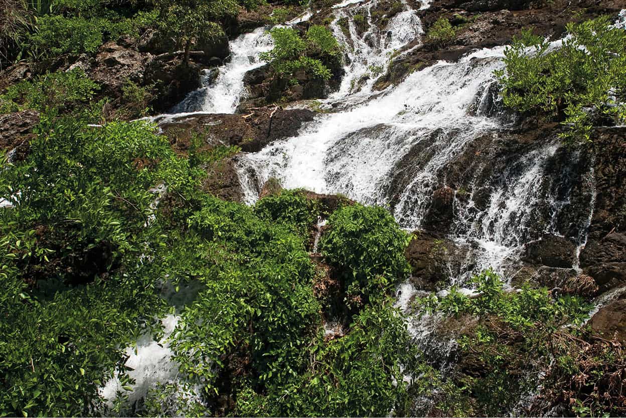 Black River Gorges National Park Mauritius Hiking in the forested interior - photo 9