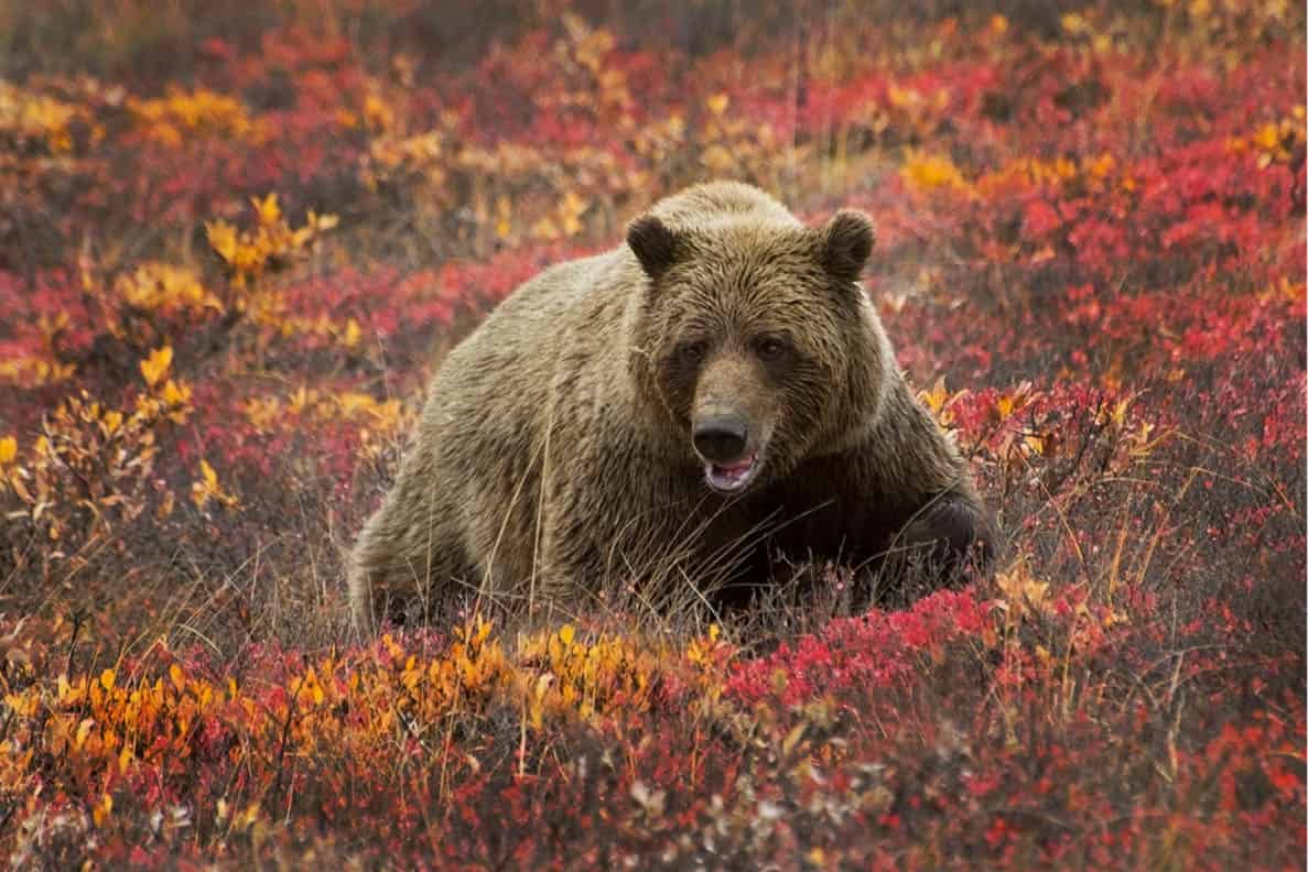 Denali National Park In a class of its own and home to vast numbers of - photo 5