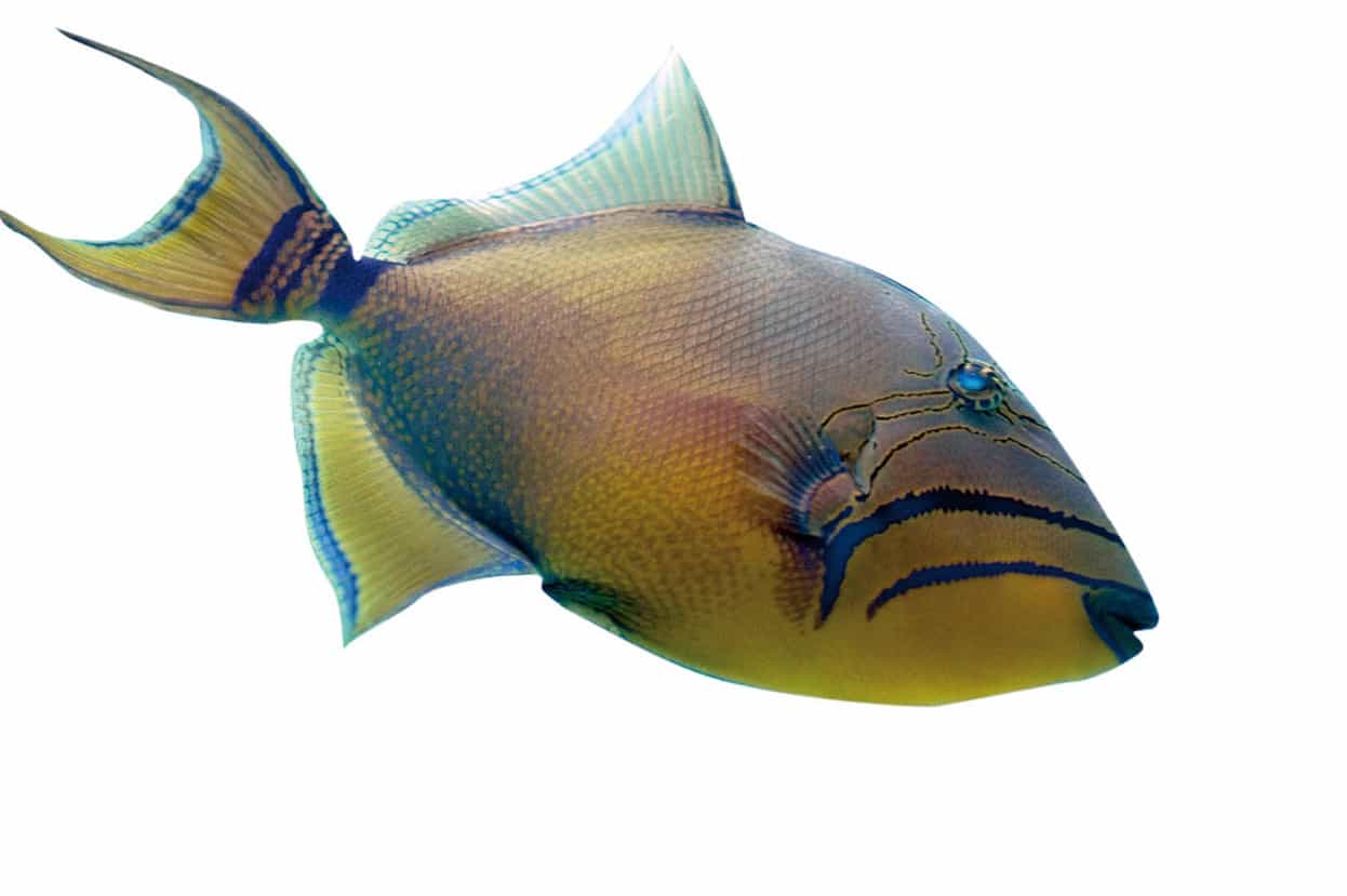 A Crosshatch Triggerfish found in reef ecosystems Alex HavretApa - photo 14