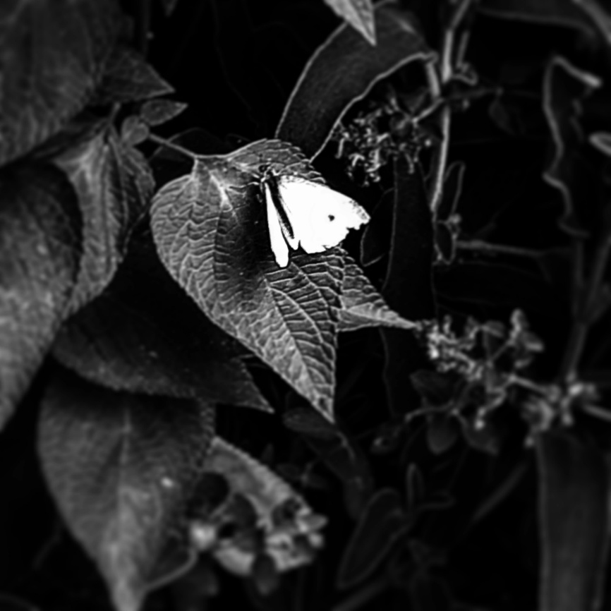 I SPY A LITTLE BUTTERFLY He clings onto the leaf so tight As I walk through - photo 7