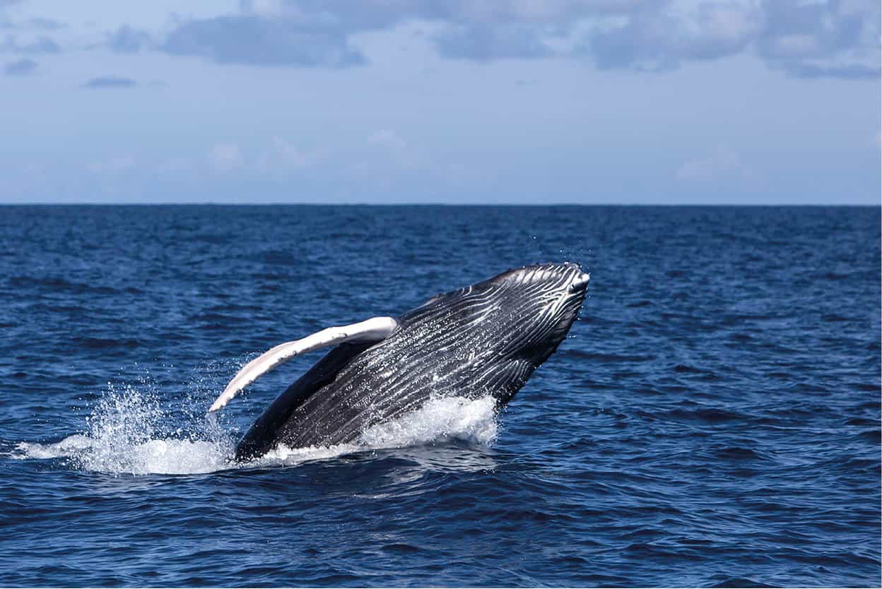 Whale watching Humpback whales are best seen at breeding time January to - photo 8