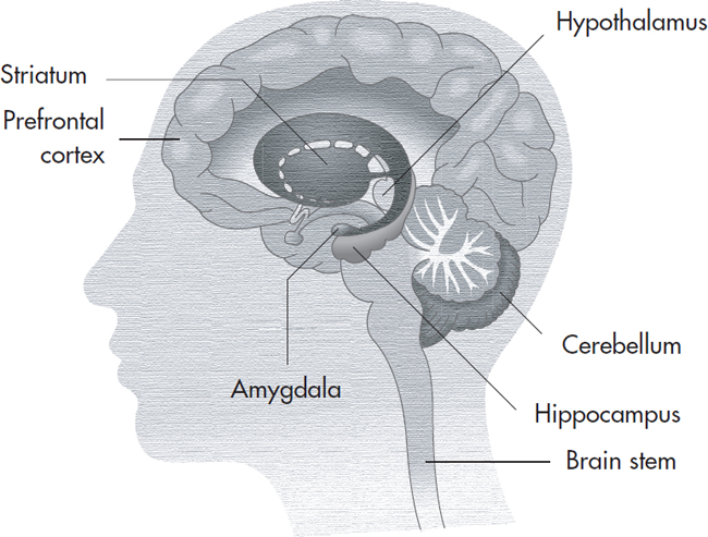 Ultimately a healthy brain is about feeling good My hope is that this book - photo 3