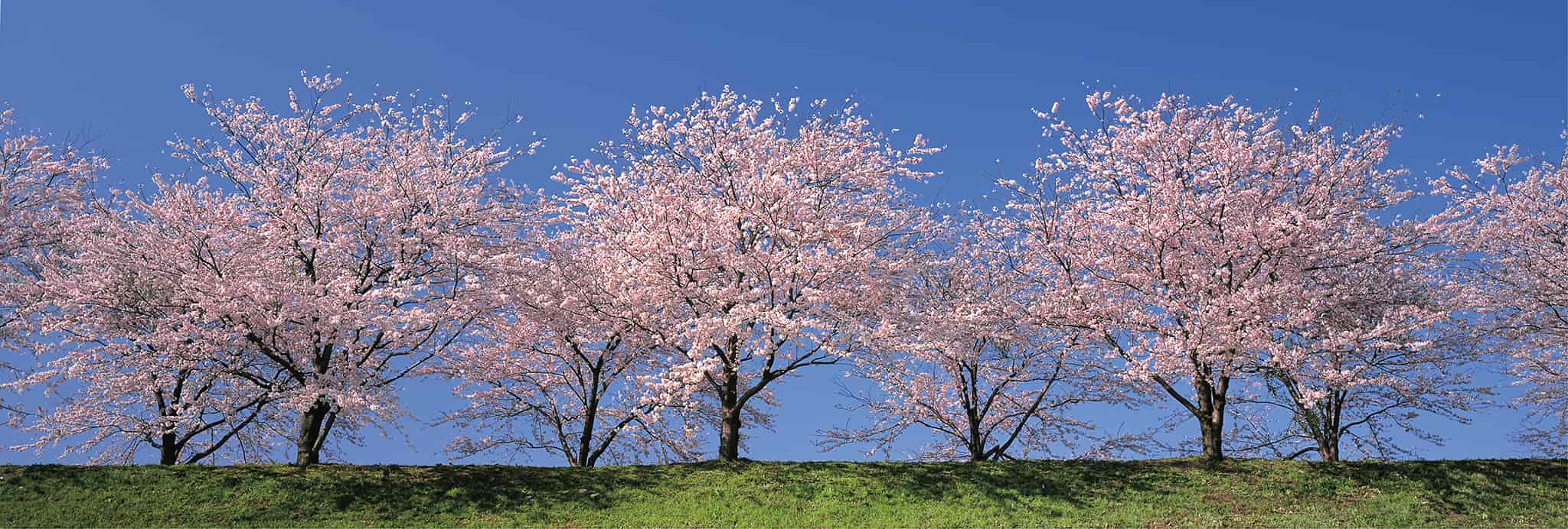 D Cherry blossoms sakura in full bloom in Kyoto spring The season of new - photo 6