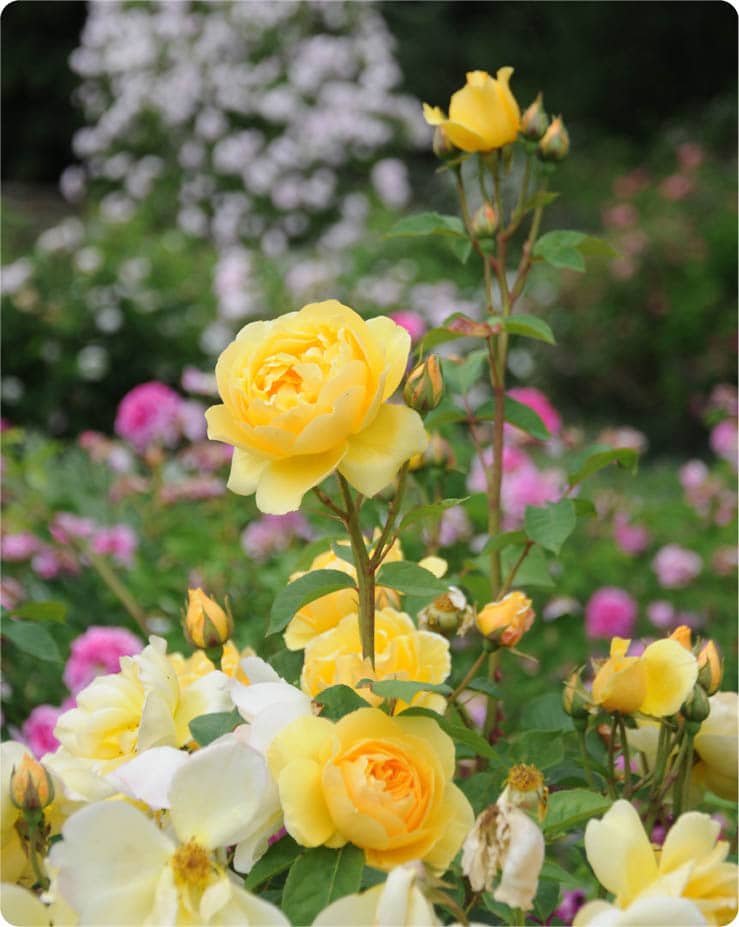 The yellow blooms of Rosa Graham Thomas fit well in most colour combinations - photo 8