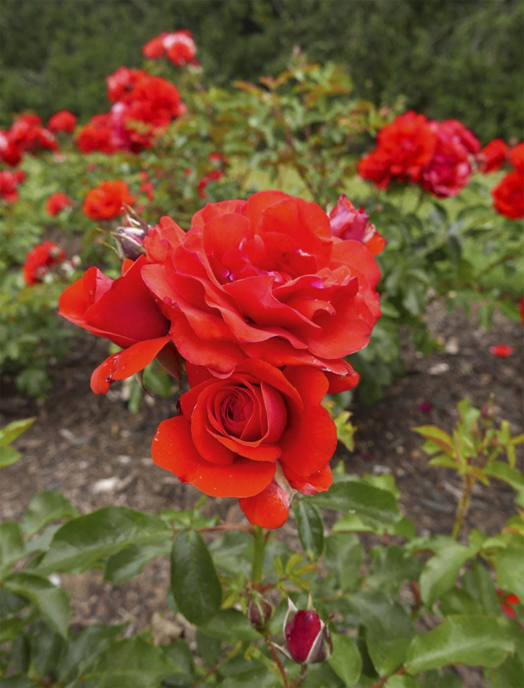 THE KEW GARDENERS GUIDE TO GROWING ROSES THE ART AND SCIENCE TO GROW WITH - photo 2