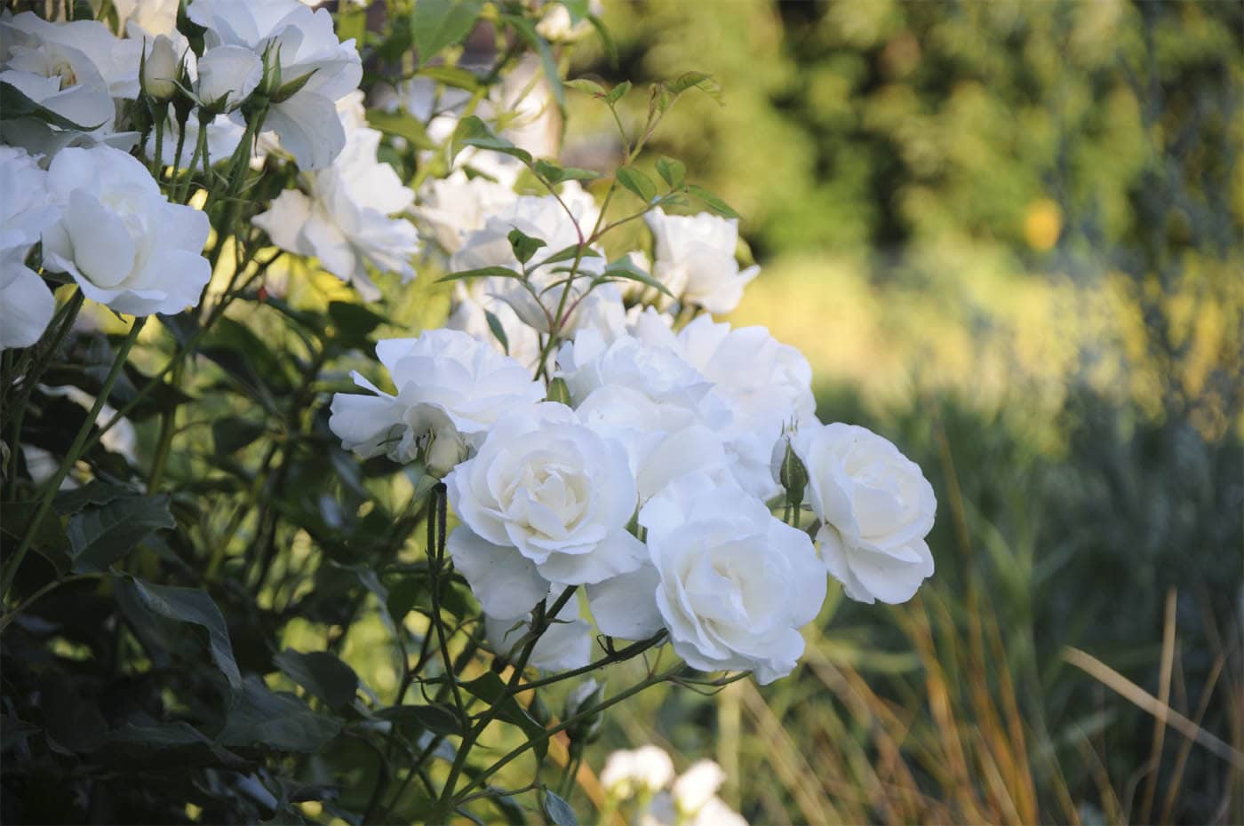 INTRODUCTION Rosa Cerise Bouquet is a large shrub rose that flowers in - photo 6