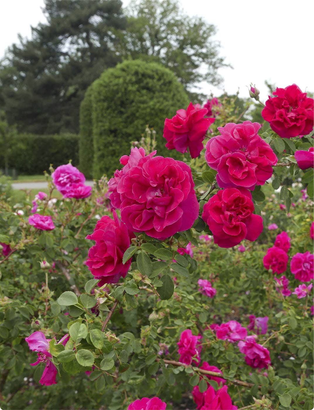 Rosa Cerise Bouquet is a large shrub rose that flowers in early summer THE - photo 7