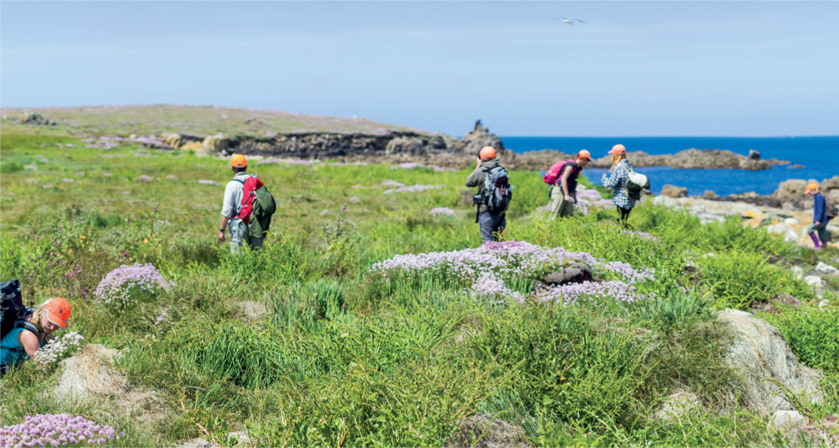 A team of seabird survey staff and volunteers look for Manx Shearwater burrows - photo 6