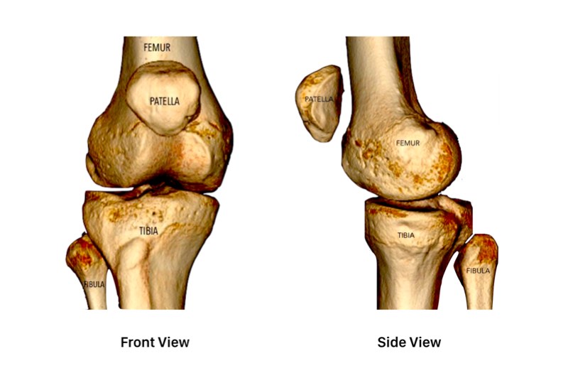 A bony hinge Three bones fit together like a 3-dimensional puzzle to form the - photo 1