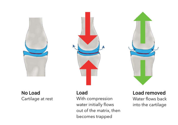 The shock-absorbing capacity of cartilage Articular cartilage is like a - photo 4