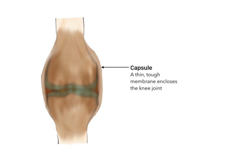 A watertight sleeve The knee joint is enclosed in a thin tough fibrous tissue - photo 5