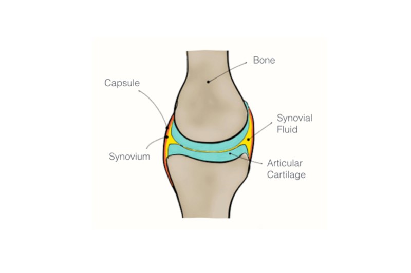 The joints natural lubricant The capsule has an inner lining of paper-thin and - photo 6