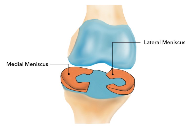 The knees shock absorbers Each knee has two C-shaped shock absorbers positioned - photo 7