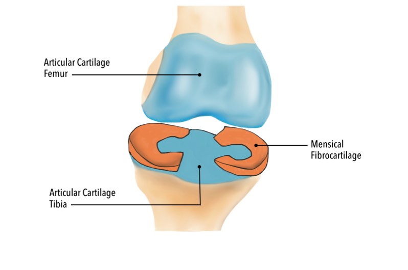 Articular cartilage vs meniscal fibrocartilage The distinction between - photo 8