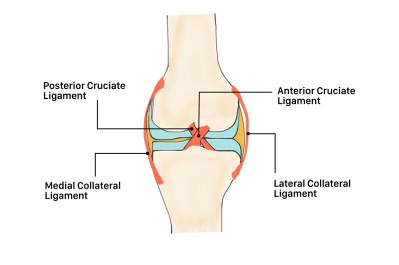 The primary stabilizers of the joint A ligament is a rope-like tissue that - photo 9