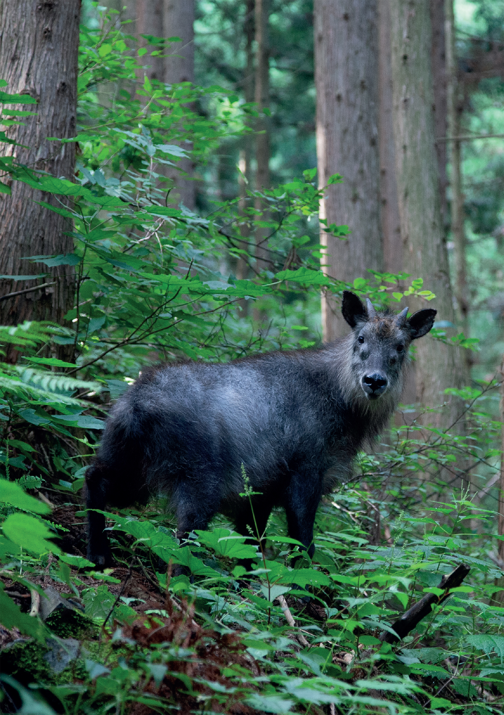 The endemic Japanese Serow HT Preface I feel tremendously privileged to - photo 5