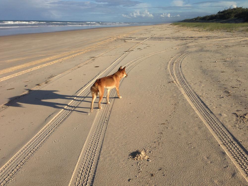 Wildlife when a dingo is hungry it will kill to eat and then it takes it - photo 5