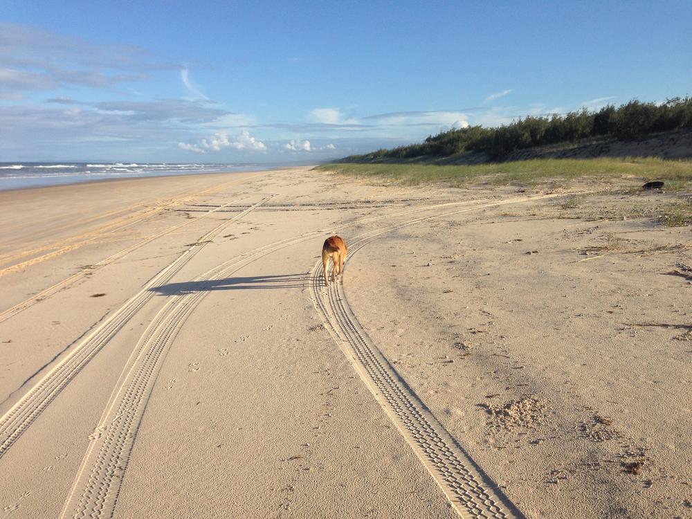 Wildlife when a dingo is hungry it will kill to eat and then it takes it - photo 6