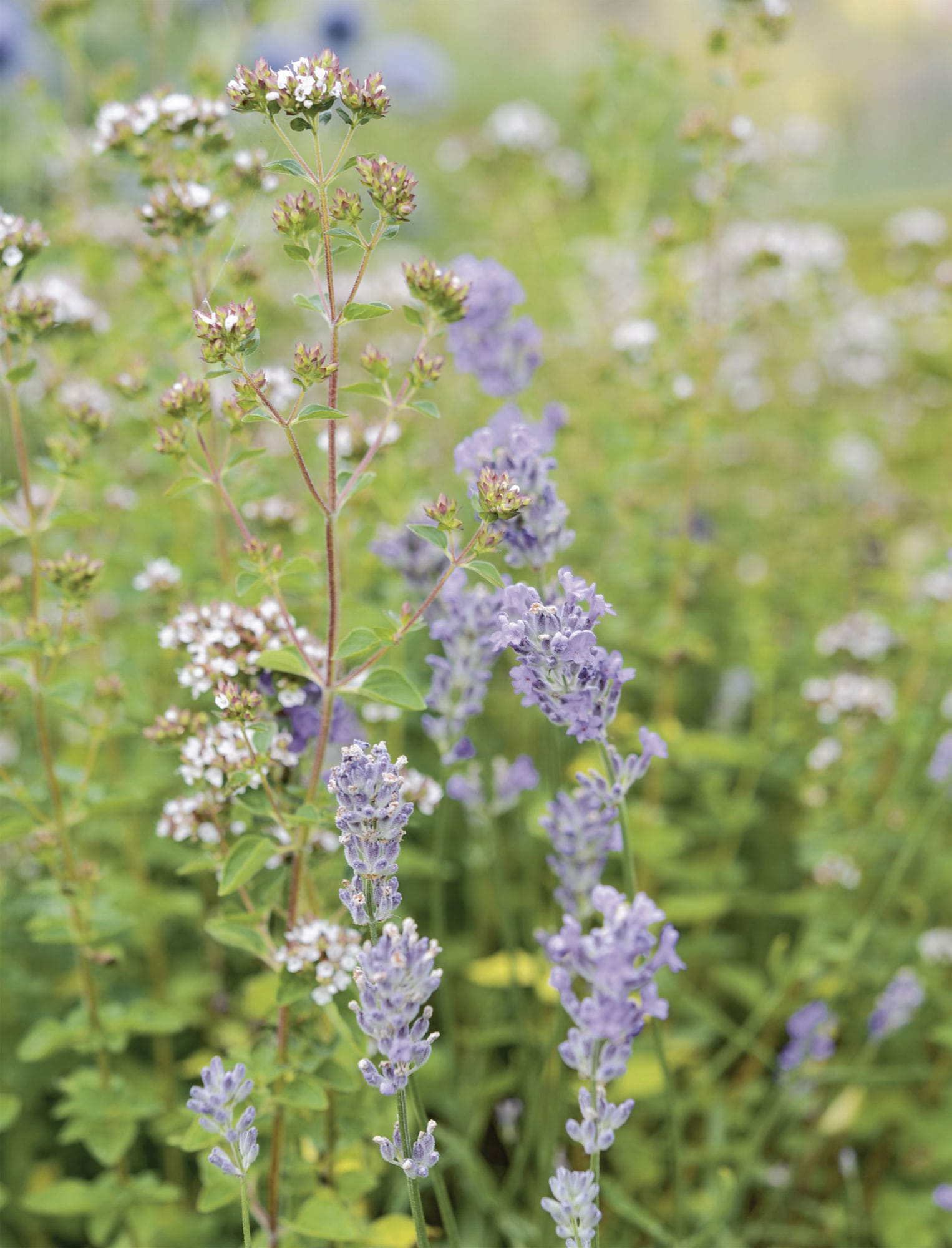 THE KEW GARDENERS GUIDE TO GROWING HERBS THE ART AND SCIENCE TO GROW YOUR OWN - photo 2