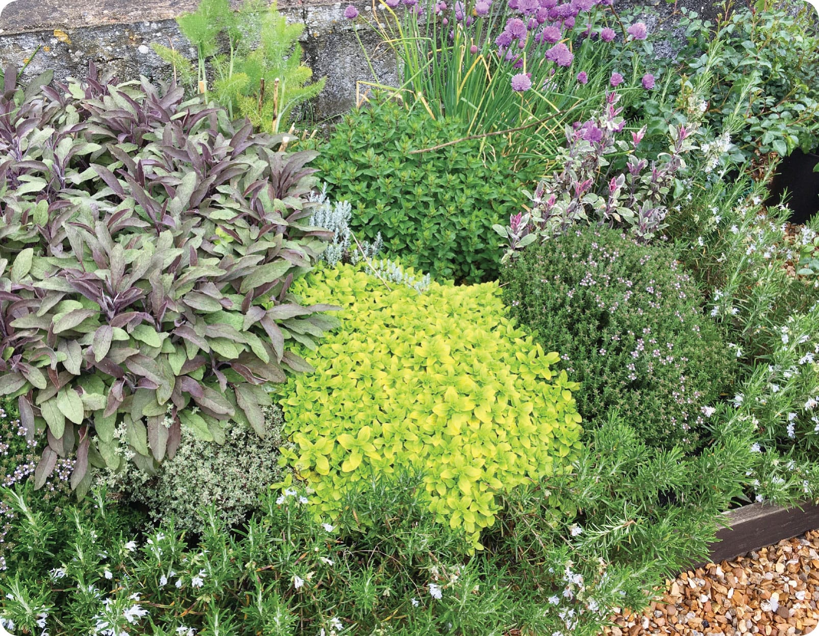 Herbs provide colour and form here purple sage contrasts with golden marjoram - photo 6