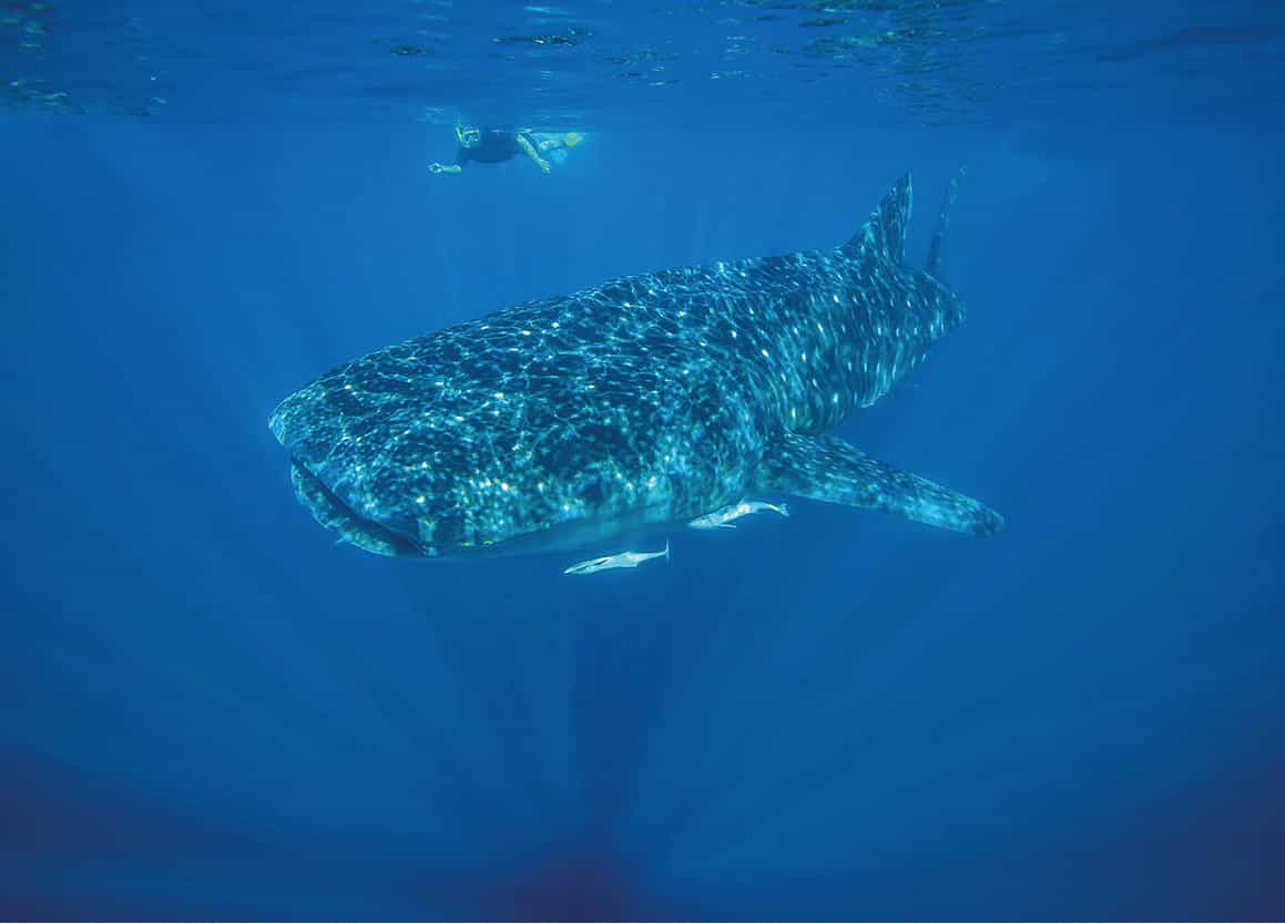Wannabe David Attenboroughs Swim with whale sharks off Exmouth iStock - photo 10