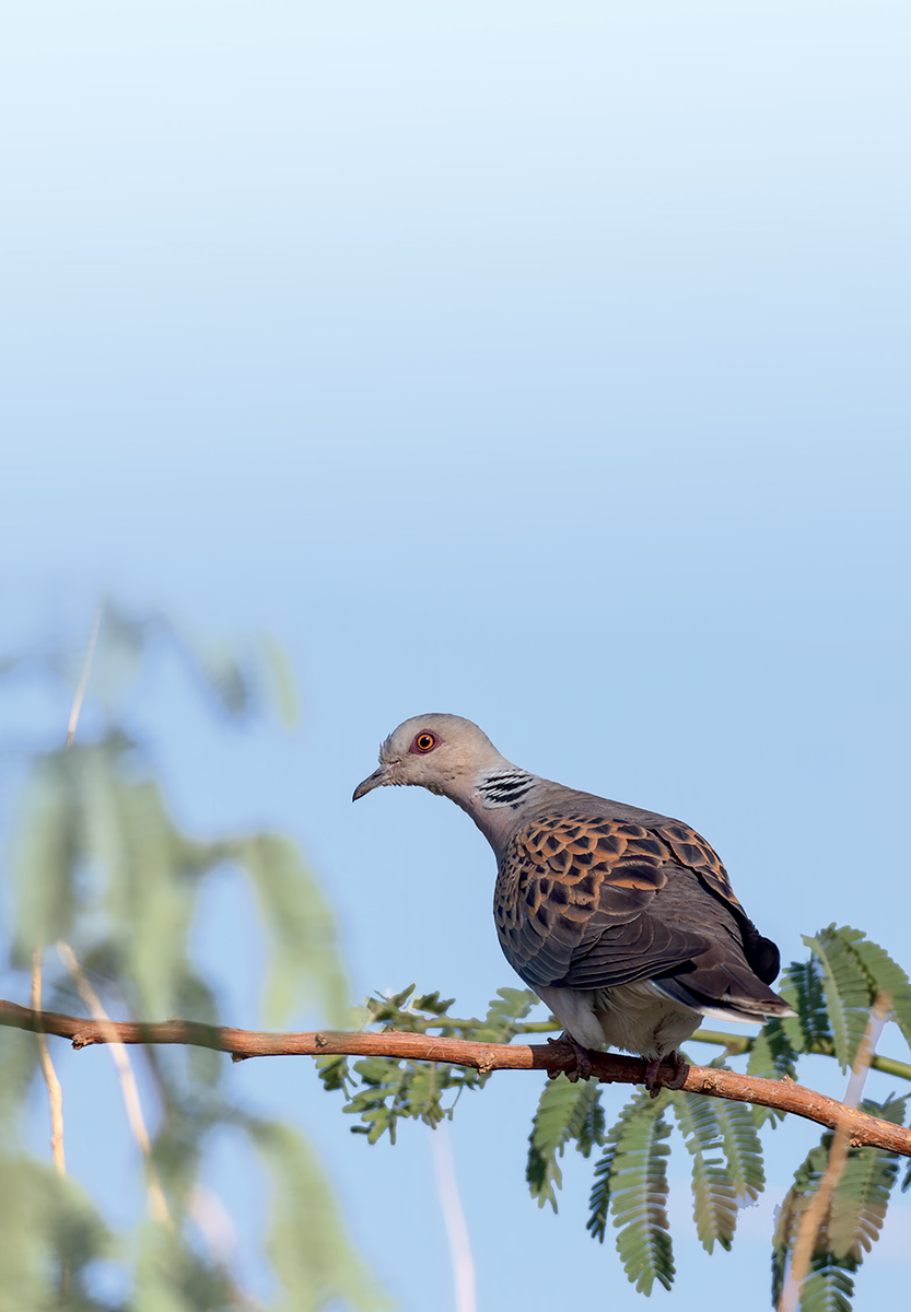 Birds are all around us They are present on every continent utilise almost - photo 5