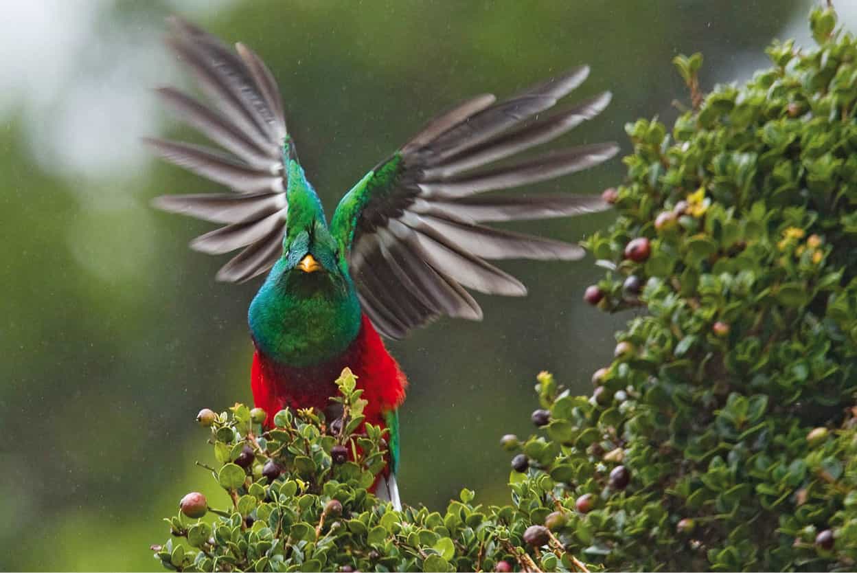 Resplendent Quetzal Even for visitors who arent bird-watchers catching a - photo 10