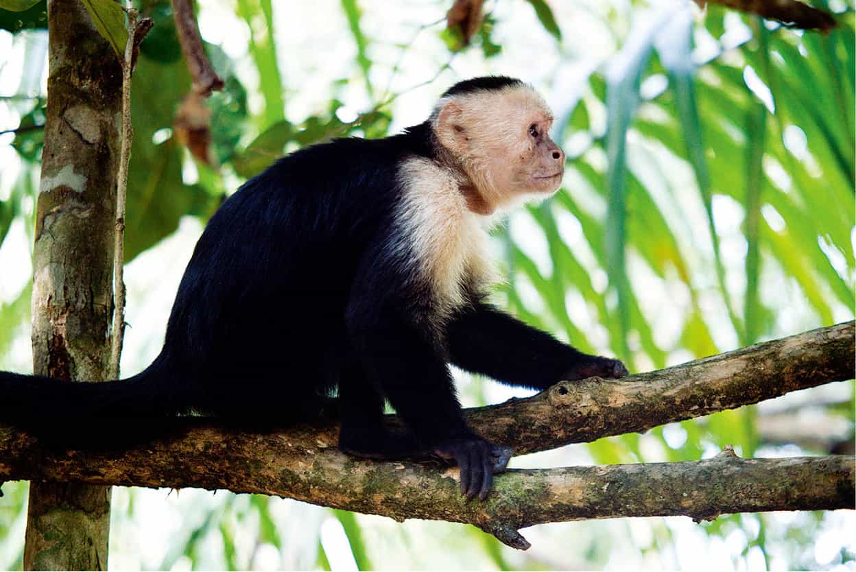 Manuel Antonio National Park Small but exquisite this park packs a wealth of - photo 8