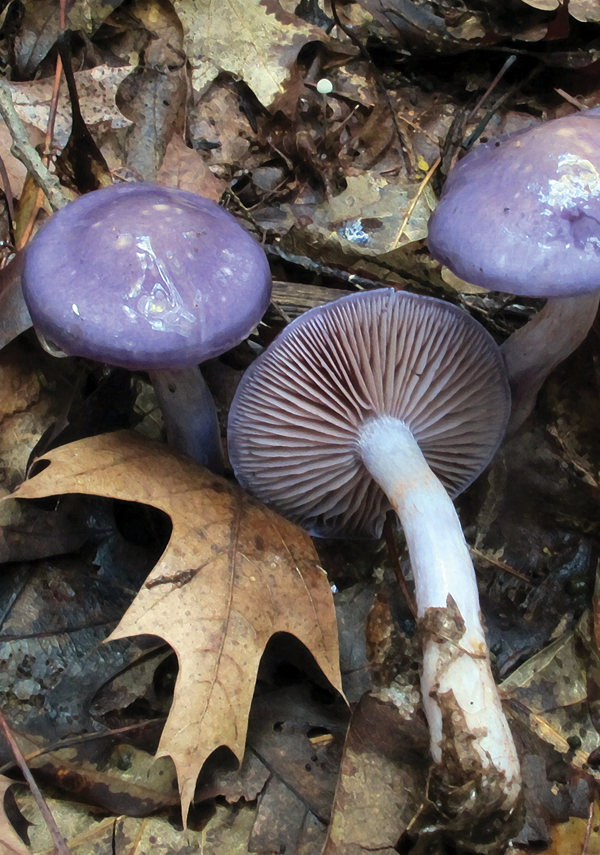 INTRODUCTION Mushrooms and Macro Fungi ALL OF THE fleshy and woody fungi fruit - photo 5