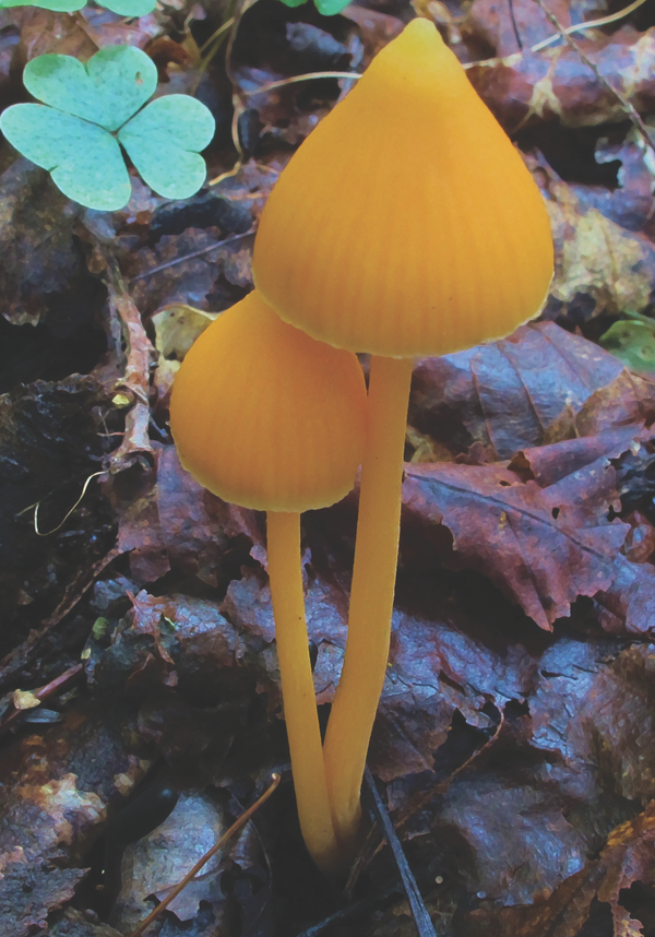 APPALACHIAN MUSHROOMS a field guide Walter E Sturgeon OHIO UNIVERSITY PRESS - photo 1